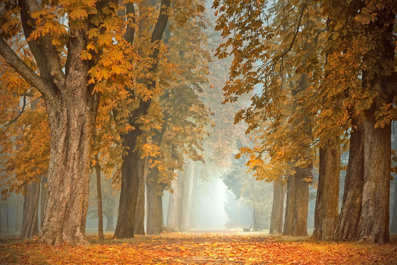 Gezellige woonkamer met herfstprint rollegordijnen. Gezellige woonkamer met herfstprint rollegordijnen.
