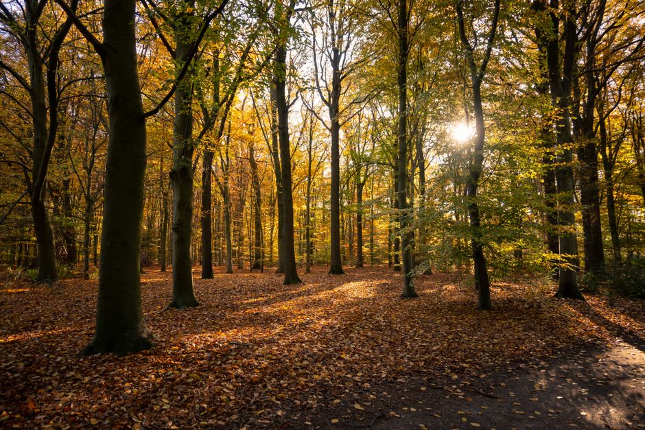 Warme rollegordijnprint met herfstbladeren. Warme rollegordijnprint met herfstbladeren.